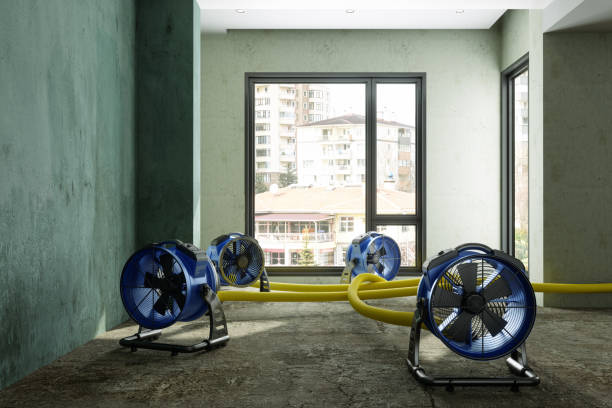 Best Water damage cleanup near me  in Wilkinsburg, PA